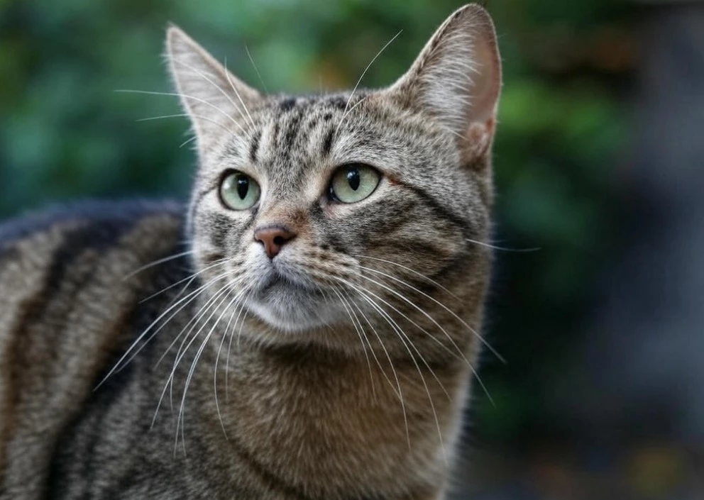 Ocicat, a spotted chatterbox with sass