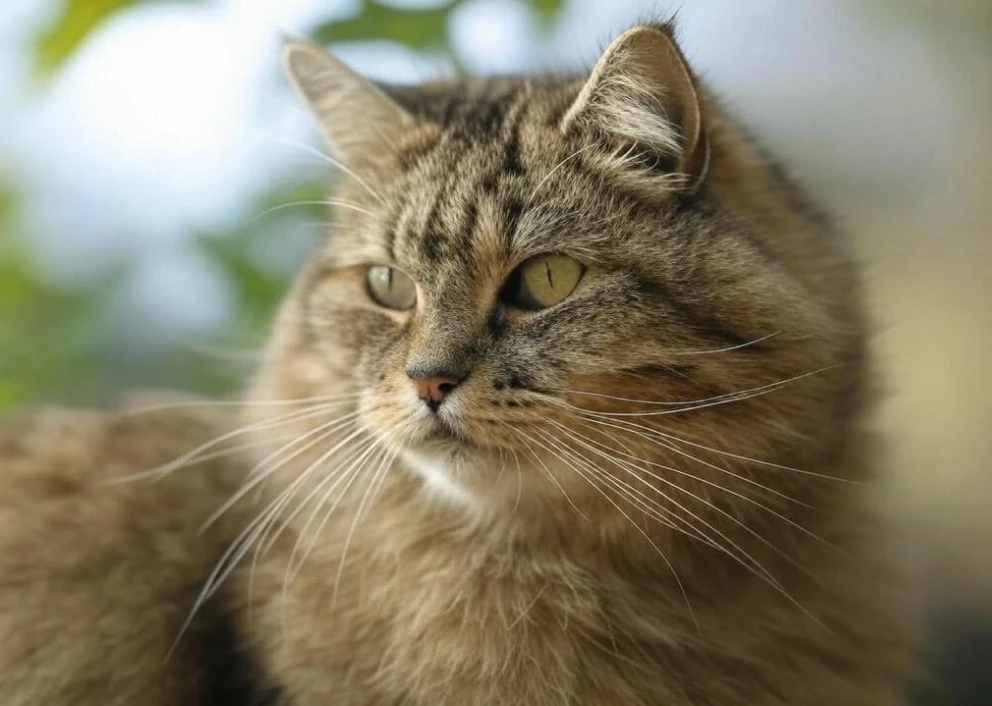 Kurilian Bobtail, a tough cat with a funky tail