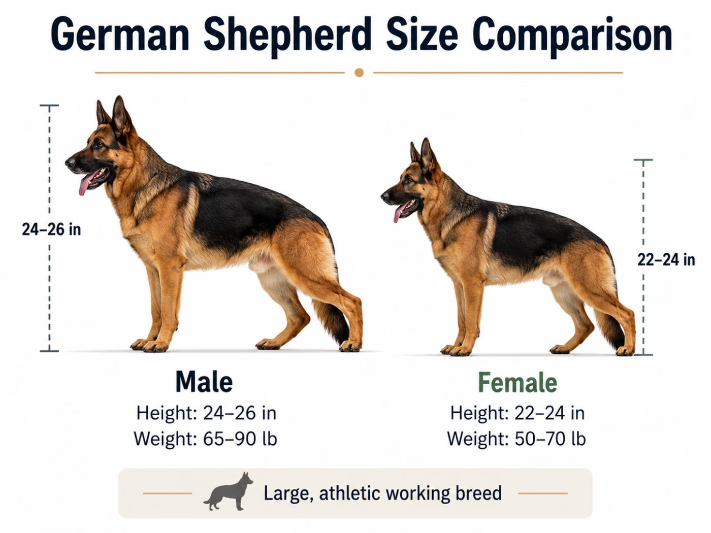 Male and female German Shepherd size comparison