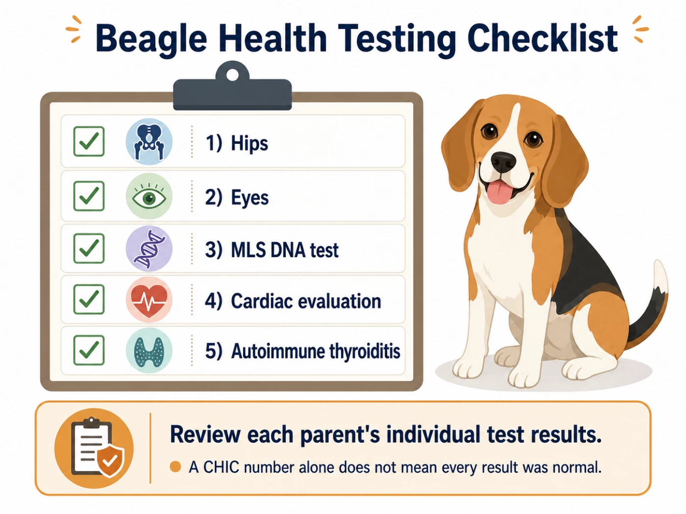 Beagle health testing checklist including hips, eyes, MLS DNA testing, cardiac evaluation, autoimmune thyroiditis, and review of individual results