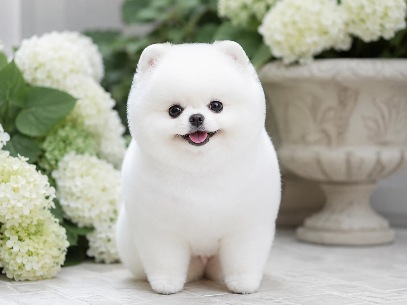 White Pomeranian dog with a teddy bear cut