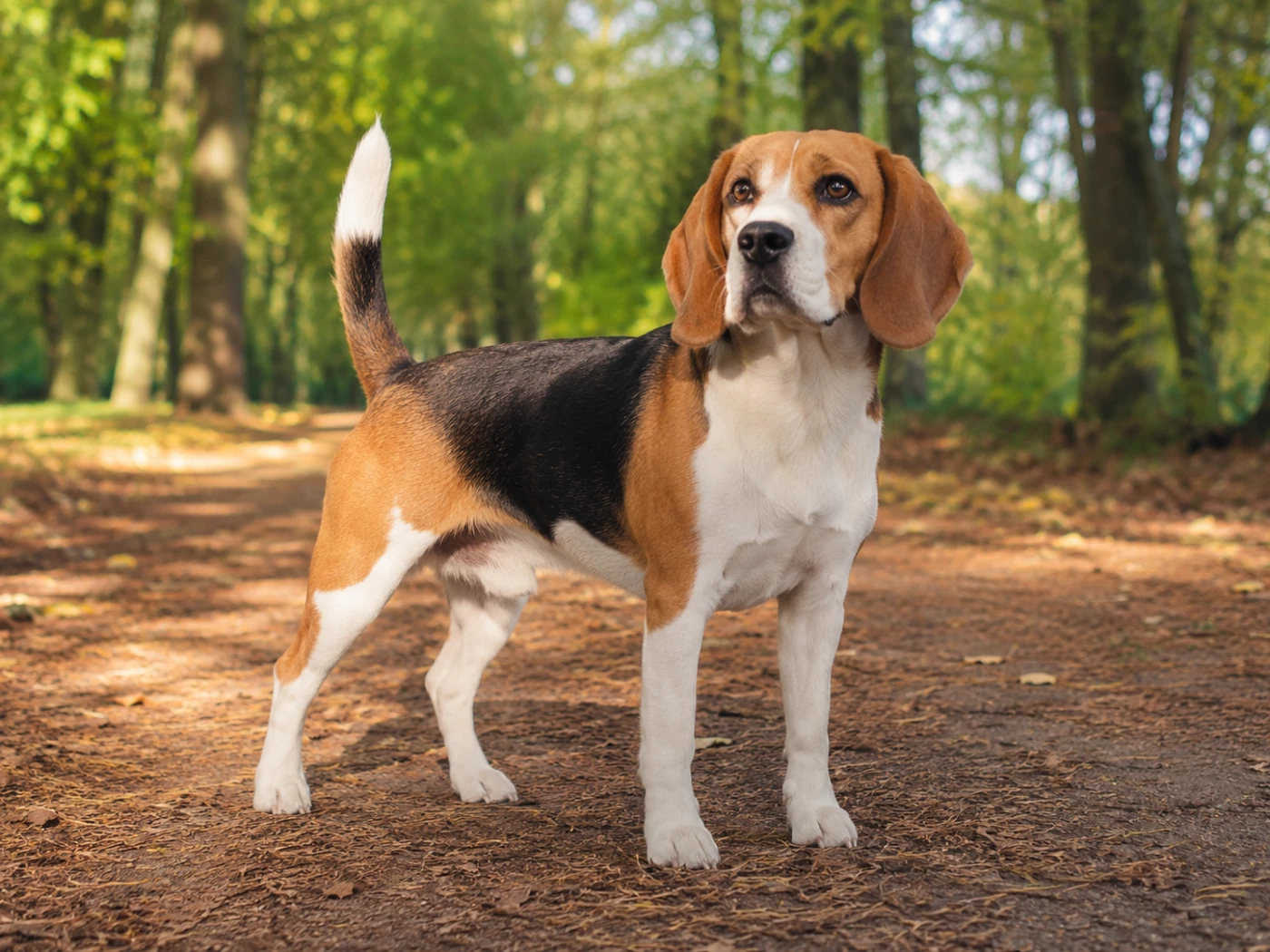 Is a Beagle Right for You? Temperament, Training &amp; Daily Life