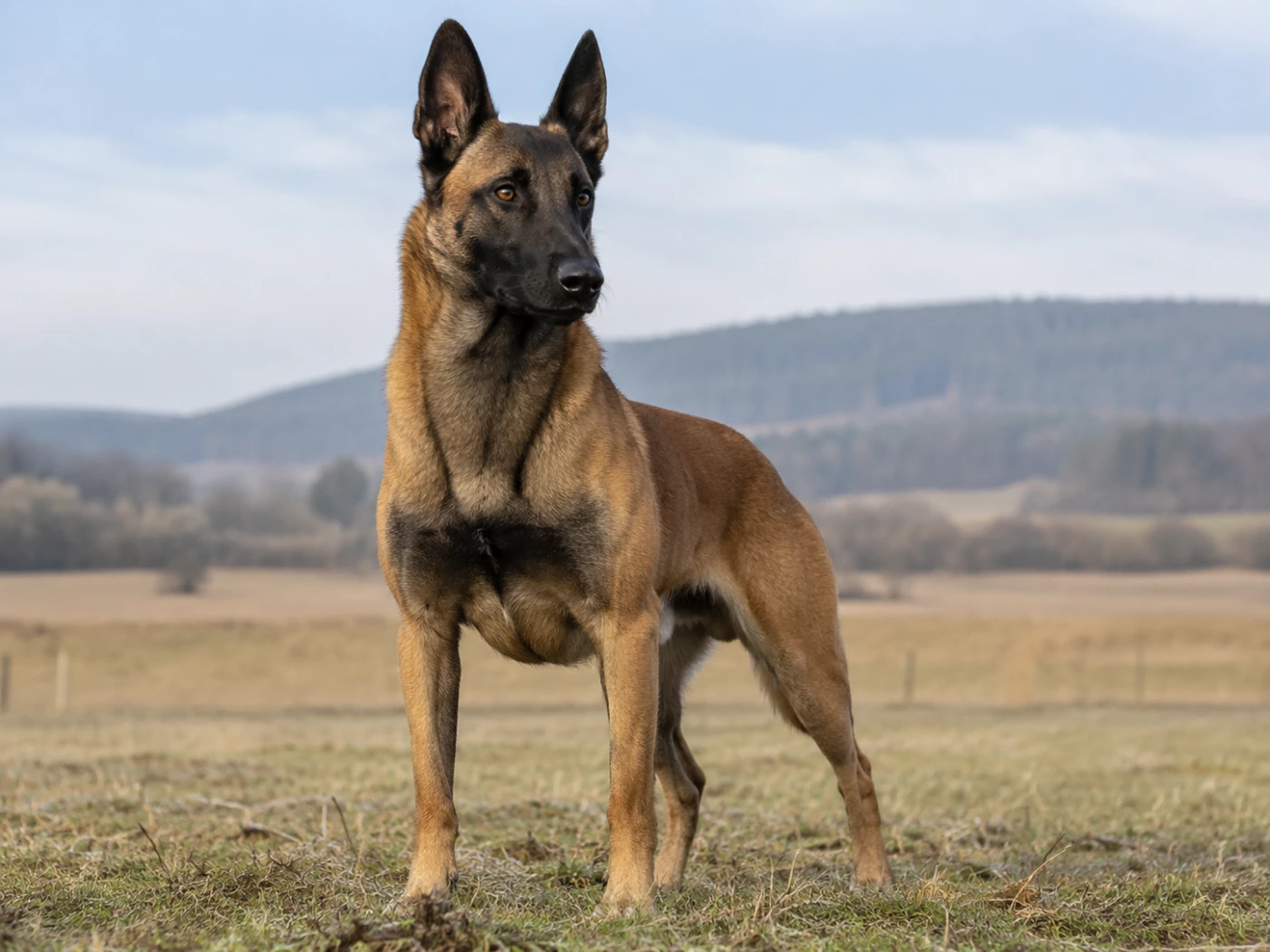 Belgian Malinois Breed Guide: Temperament, Health, Cost and Care