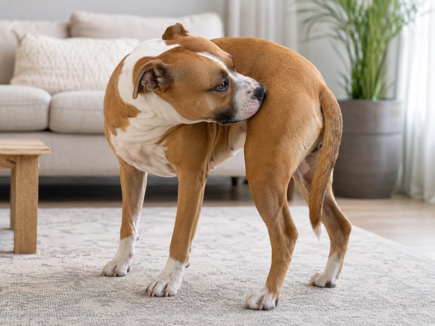 Flea Allergy Dermatitis in Dogs: Signs, Causes and Treatment