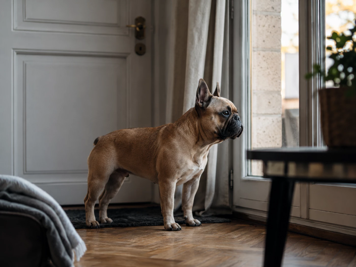 French Bulldog Separation Anxiety: Signs and What to Do