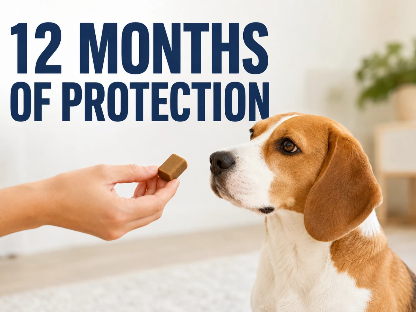 Heartworm Prevention for Dogs: Doses, Testing and Treatment