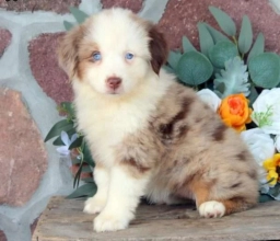 June  puppies for sale