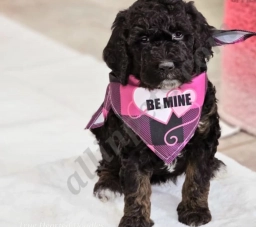 Cocoa  puppies for sale