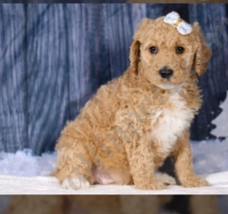 Lala  puppies for sale