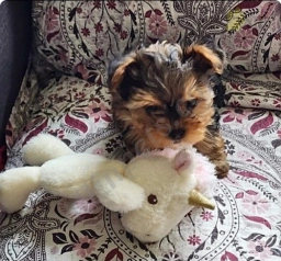 Twinkles  puppies for sale
