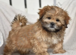 Ruby  puppies for sale
