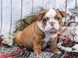 Duncan  puppies for sale
