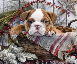 Duncan  puppies for sale