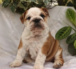 Daisy  puppies for sale