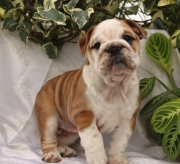 Daisy  puppies for sale