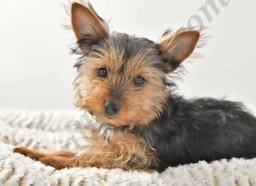 Zoey  puppies for sale