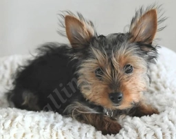 Zoey  puppies for sale