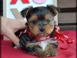 Macy  puppies for sale