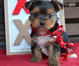 Macy  puppies for sale