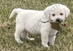 Gus  puppies for sale