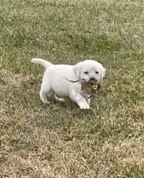 Gus  puppies for sale