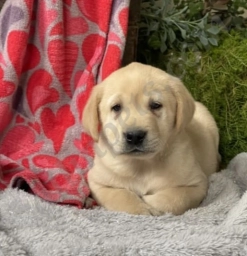 Kameron  puppies for sale