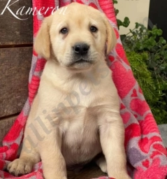 Kameron  puppies for sale