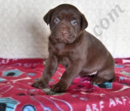 Ashley  puppies for sale