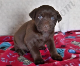 Ashley  puppies for sale