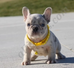 Fitch  puppies for sale