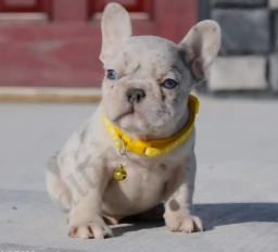 Fitch  puppies for sale