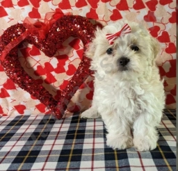 Milo  puppies for sale