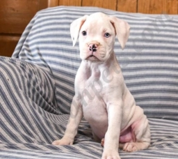 Mickey  puppies for sale