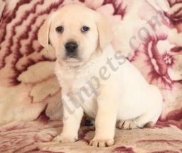 Diesel  puppies for sale