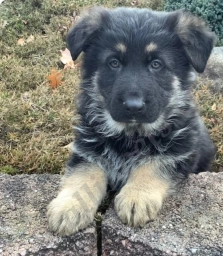 Koda  puppies for sale