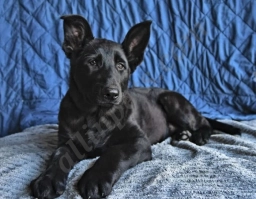 Whiskey  puppies for sale
