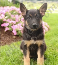 Clover  puppies for sale