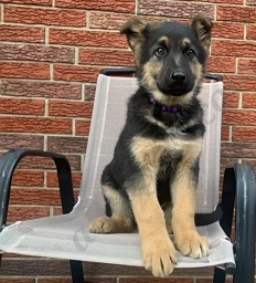 Lori  puppies for sale