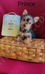 Prince  puppies for sale
