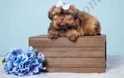 Elliot  puppies for sale