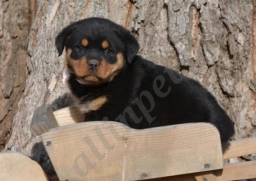 Amy  puppies for sale