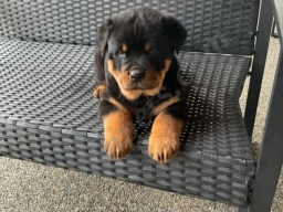 Diesel  puppies for sale