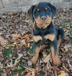 Yellow  puppies for sale