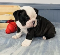Crixus  puppies for sale