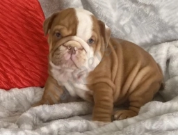 Little Red  puppies for sale