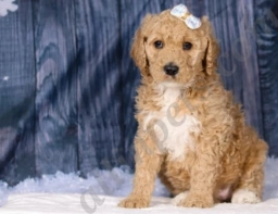 Lala  puppies for sale