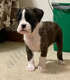 Tresa  puppies for sale