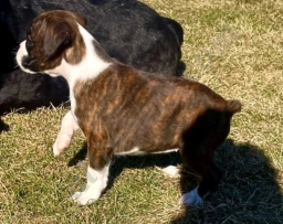 Tresa  puppies for sale