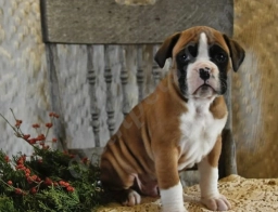 Mason Champ Blood  puppies for sale