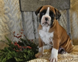 Mason Champ Blood  puppies for sale